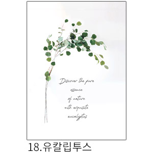 상상후 쉬폰패브릭포스터 유칼립투스