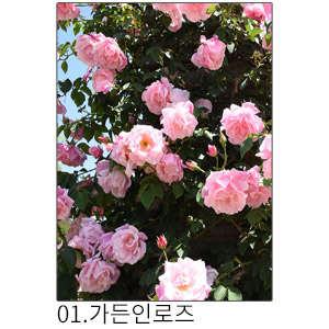 상상후 쉬폰패브릭포스터 가든인로즈
