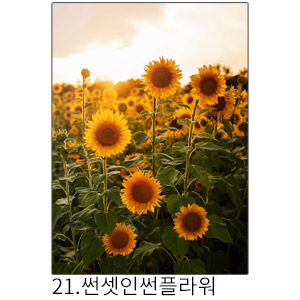 상상후 쉬폰패브릭포스터 썬셋인썬플라워