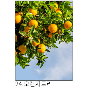 상상후 쉬폰패브릭포스터 오렌지트리