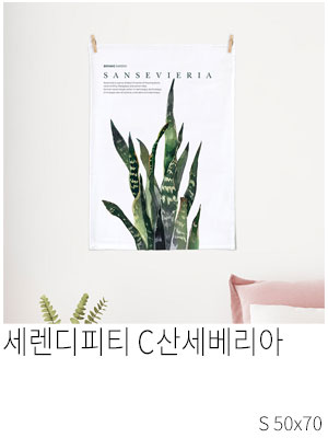 패브릭포스터 세렌디피티 C 산세베리아